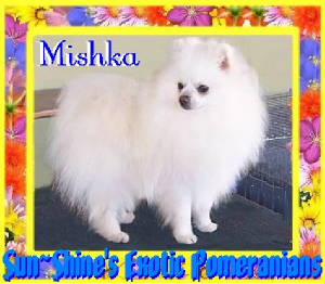 mishka.jpg